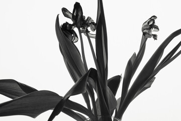 Black and white photographs of flowers