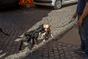 Dogs making friend on their daily walk