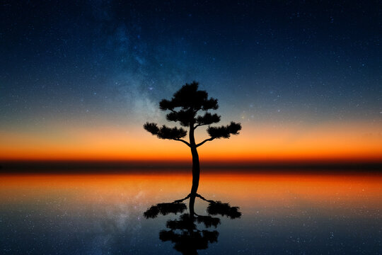 Twilight silhouette of lone tree by water