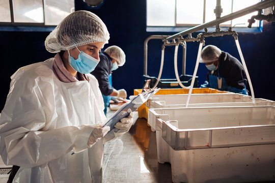Woman in White Uniform Conducting Control at Fish Processing Plant