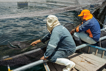 workers in a fish farm