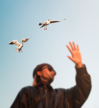 Seagulls at Sunset
