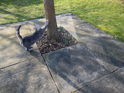 cat scratching