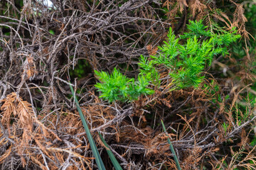 A concept, a real example of the struggle for life and existence. The withering tree released fresh young needles, trying to survive