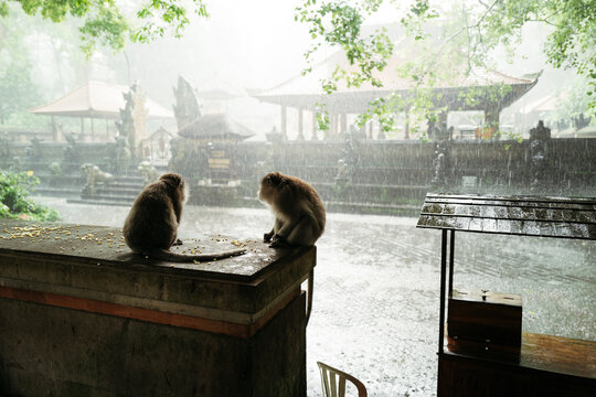 Monkeys sitting next to each other in the courtyard of a rainy temple