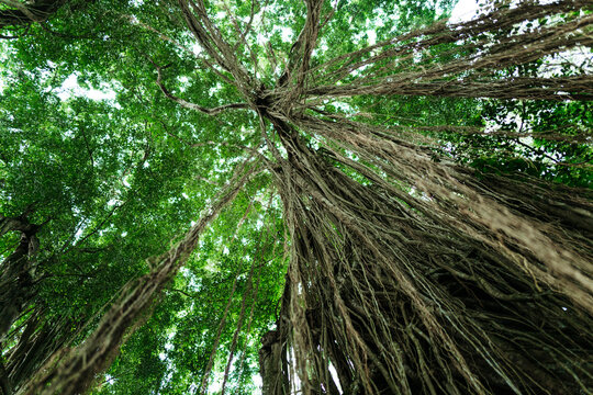 Majestic Banyan Tree Canopy in Daylight