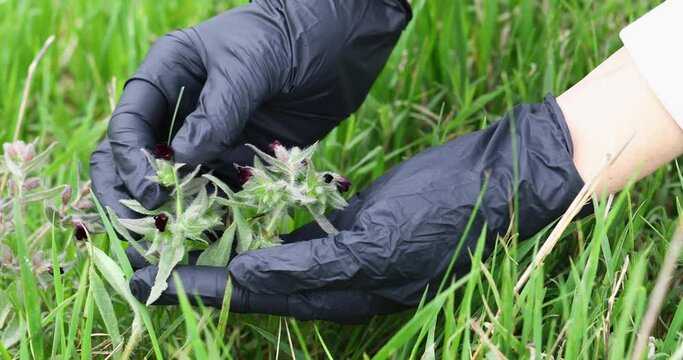 A man examines the medicinal plant Nonea dark brown, which has anti-inflammatory and antibacterial properties, another name is Nonea pulla DC