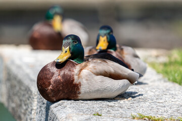Mallard Ducks Resting on Stone Edge in Küssnacht am Rigi