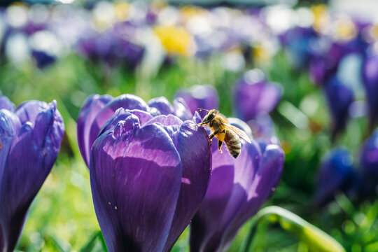 Spring flowers and bee