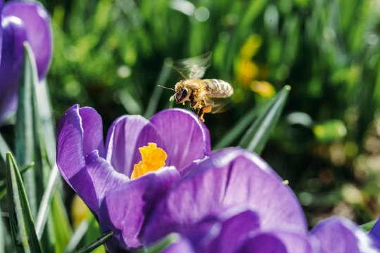 Spring flowers and bee