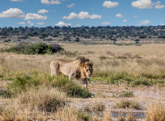 male lion in the grass of the savannah, Okavango delta african bush in the back