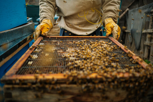Beekeeper Checking Honeycombs