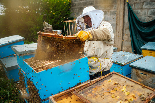 beekeeper working