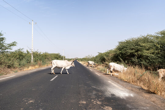 Zebu cows crossing the empty road.