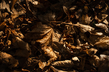 Texture of leafs on ground.
