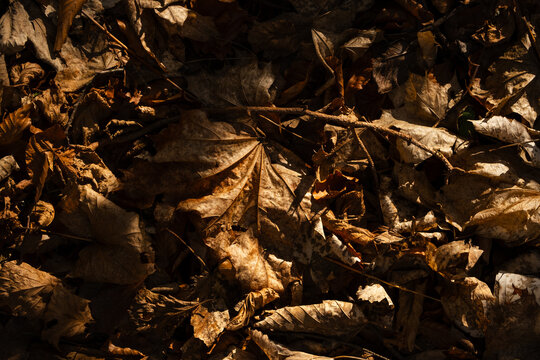 Texture of leafs on ground.