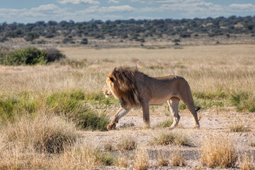 male lion in the grass of the savannah african bush in the back