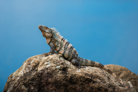 Iguana