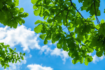 Fresh young leaves of an oak tree against the sky