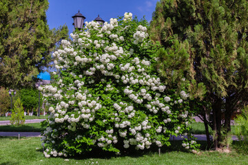 Bush with white buldenezh flowers in the park