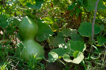 Lagenaria siceraria squash pumpkin grows in countryside garden as harvesting healthy ecological...