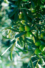 Background layout with olive tree branch with lots of green ripe fruits on it with green leaves.Harvesting healthy food