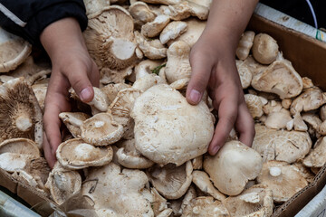 Mushrooms are sold on a market in Kazakhstan