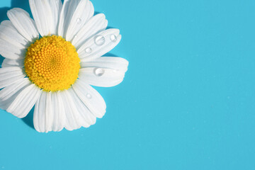 Single one beautiful soft chamomile daisy flower with white petals and yellow core in the corner of...