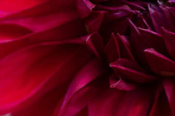 Dahlia flower part. Red colored petals as floral backdrop
