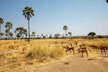 Safari