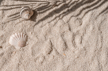 Summer beach sand texture with sea shells and tropical palm tree leaf sunlight shadow, aesthetic natural background, resort and vacation concept
