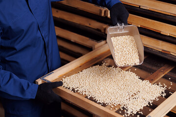 Pine nut drying process, eco food industry