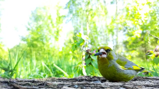 The bird of the European greengrocer (Chloris chloris) eats sunflower seeds in close-up against the background of the forest.