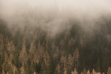 Trees with morning fog .