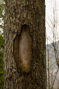 Texture of the tree in forest.
