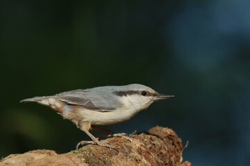 Eurasian nuthatch