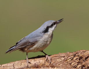 Eurasian nuthatch