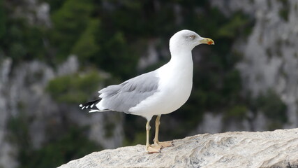 mouette