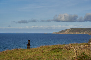 A black donkey stands on grass in Normandy, France, gazing at the sea with cliffs under a blue sky with scattered clouds.