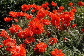 Red poppies bloom in a clearing. Flower bed near the house with flowers in summer