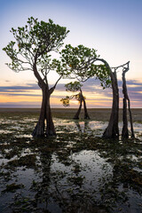 Fototapeta premium Dancing Mangrove Trees of Sumba Island in Indonesia.