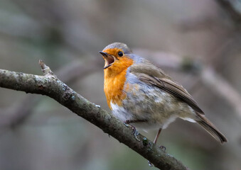 Small Robin (Erithacus rubecula) perched on a branch