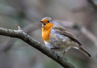 Obraz premium Small Robin (Erithacus rubecula) perched on a branch