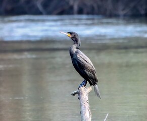 Cormorant (Phalacrocoracidae) perched on a close branch