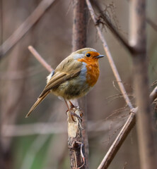Small Robin (Erithacus rubecula) perched on a close branch