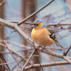 Small Chaffinch (Fringilla coelebs) perched on a close branch