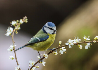 Small Blue tit (Cyanistes caeruleus) perched on a close branch