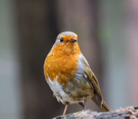 Small Robin (Erithacus rubecula) perched on a branch