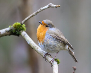 Small Robin (Erithacus rubecula) perched on a branch