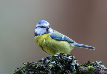 Small Blue tit (Cyanistes caeruleus) perched on a branch